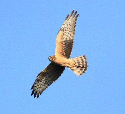 Montagu's Harrier (Circus pygargus)