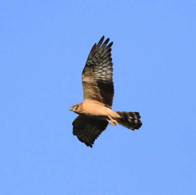 Montagu's Harrier (Circus pygargus)