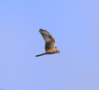 Montagu's Harrier (Circus pygargus)