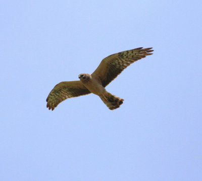 Montagu's Harrier (Circus pygargus)