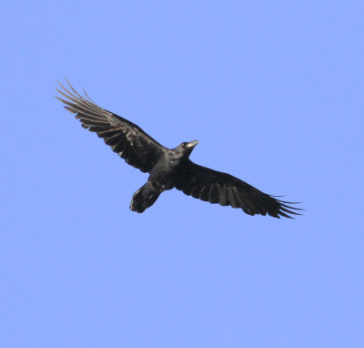 Raven (Corvus corax)