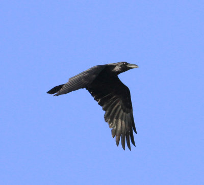 Raven (Corvus corax)