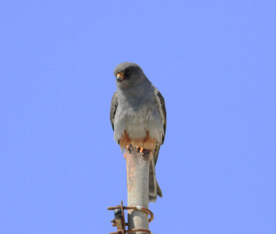 red-footed_falcon