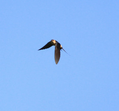 Red-rumped Swallow (Cecropis daurica)