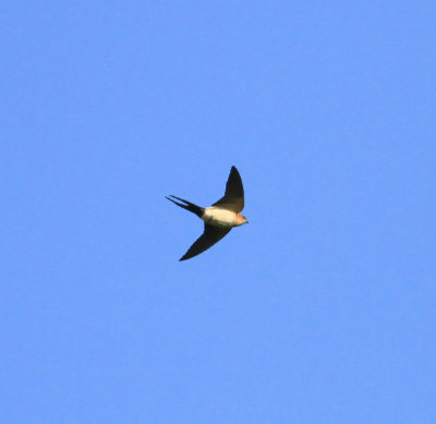Red-rumped Swallow (Cecropis daurica)