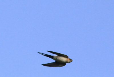 Red-rumped Swallow (Cecropis daurica)