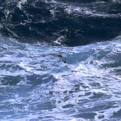 Scopoli's Shearwater (Calonectris diomedea)