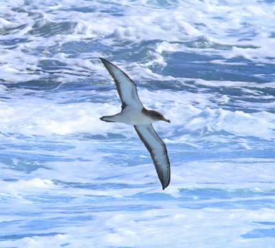 Scopoli's Shearwater (Calonectris diomedea)