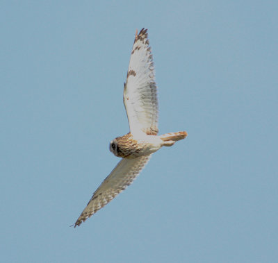 Short-eared Owl (Asio flammeus)