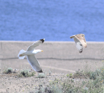 Short-eared Owl (Asio flammeus)