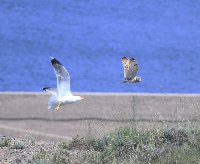 Short-eared Owl (Asio flammeus)