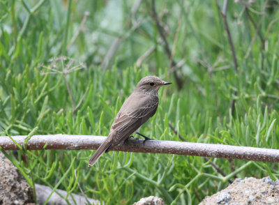 Spotted Flycatcher (Muscicapa striata)