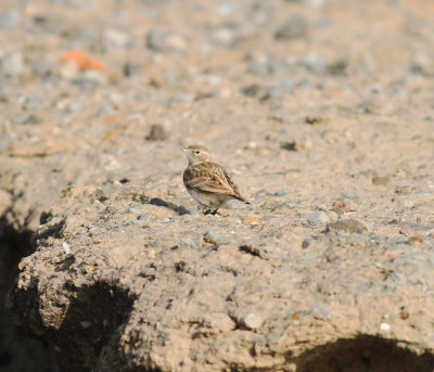 Greater Short-toed Lark (Calandrella brachydactyla)