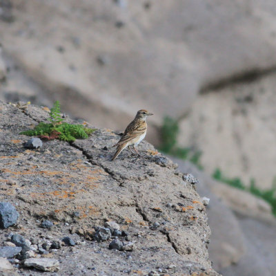 Greater Short-toed Lark (Calandrella brachydactyla)
