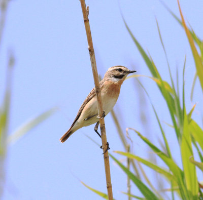 Whinchat (Saxicola rubetra)