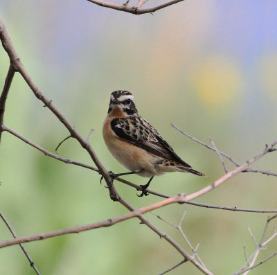 Whinchat (Saxicola rubetra)