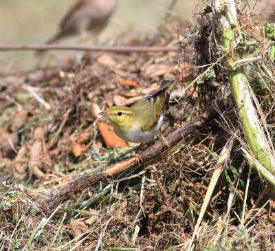 Wood Warbler (Phylloscopus sibilatrix)
