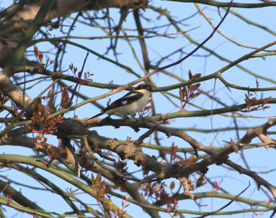 Woodchat Shrike (Lanius senator)