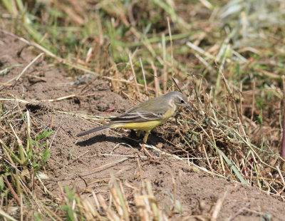 Yellow Wagtail (Motacilla flava thunbergi)