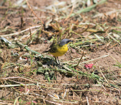 Yellow Wagtail (Motacilla flava thunbergi)