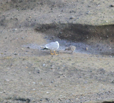 Yellow-legged Gull (Larus michahellis)