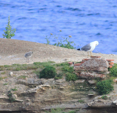 Yellow-legged Gull (Larus michahellis)
