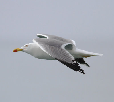 Yellow-legged Gull (Larus michahellis)