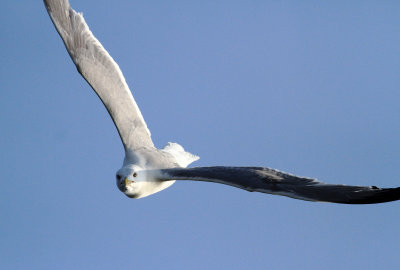 Yellow-legged Gull (Larus michahellis)