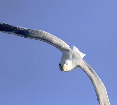 Yellow-legged Gull (Larus michahellis)