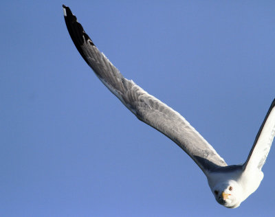 Yellow-legged Gull (Larus michahellis)