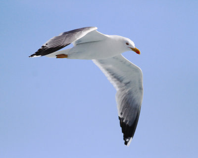 Yellow-legged Gull (Larus michahellis)