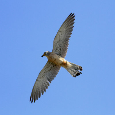 Lesser Kestrel (Falco naumanni)