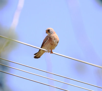 Lesser Kestrel (Falco naumanni)