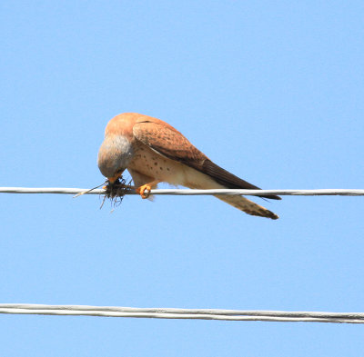 Lesser Kestrel (Falco naumanni)