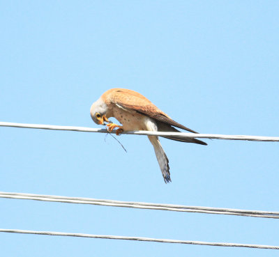 Lesser Kestrel (Falco naumanni)