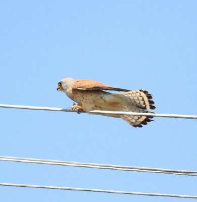 Lesser Kestrel (Falco naumanni)