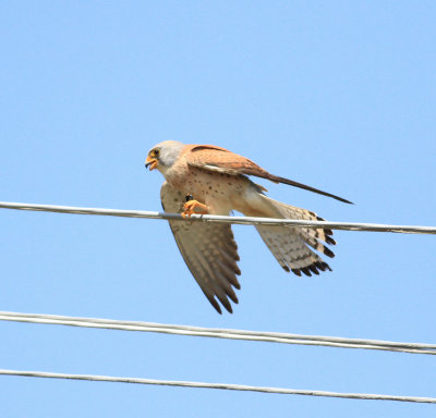 Lesser Kestrel (Falco naumanni)