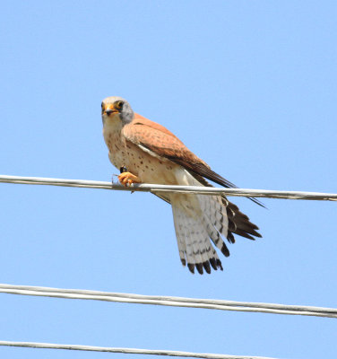 Lesser Kestrel (Falco naumanni)