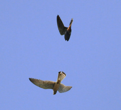 Lesser Kestrel (Falco naumanni) and Red-footed Falcon (Falco vespertinus)