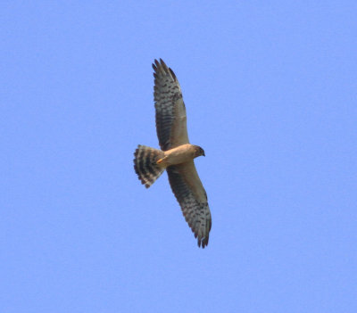 Montagu's Harrier (Circus pygargus)