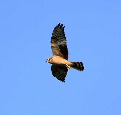 Montagu's Harrier (Circus pygargus)