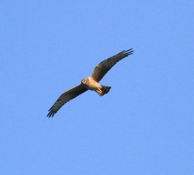 Montagu's Harrier (Circus pygargus)