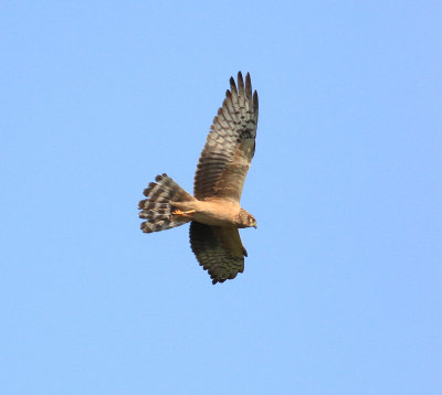 Montagu's Harrier (Circus pygargus)