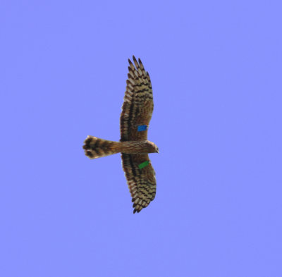 Montagu's Harrier (Circus pygargus)