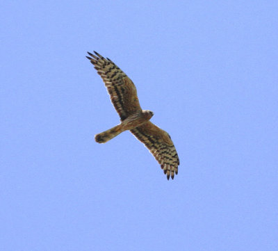 Montagu's Harrier (Circus pygargus)