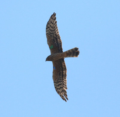 Montagu's Harrier (Circus pygargus)
