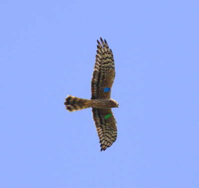 Montagu's Harrier (Circus pygargus)