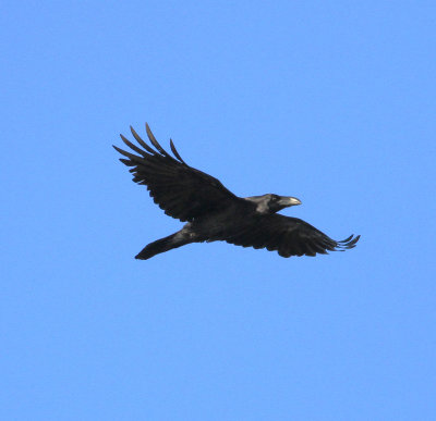 Raven (Corvus corax)