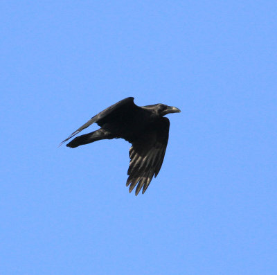 Raven (Corvus corax)