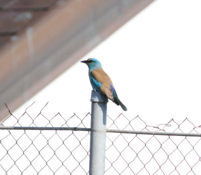 roller